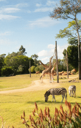 Australia Zoo Landscape